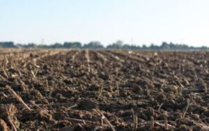 В Україні зросла середня вартість гектара землі: дані Мінагрополітики